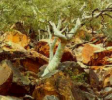 Kings Canyon - Northern Territory