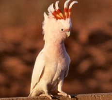 Major Mitchell Cockatoo