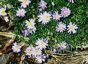 Australian Wildflower