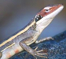 Lizard at Standley Chasm, Northern Territory