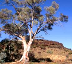The magnificent beauty of the Australian gum tree