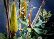 Australian Wildflower