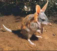The Bilby, NT