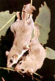 Feather-tail Gliders