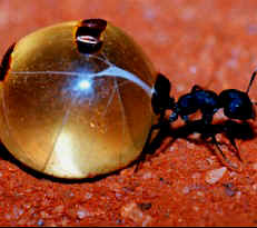 Honey Ant, Northern Territory