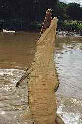 Jumping Croc from the Northern Territory