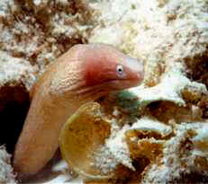 Moray Eel