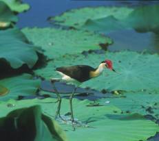 Tread carefully - you never know what's under the lily pads!  :O)