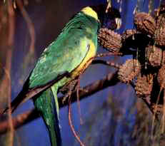 The glorious colours of the Port Lincoln parrot.