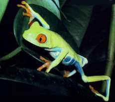 The Red-Eyed Tree Frog - Queensland