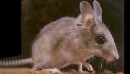 Spinifex Hopping Mouse