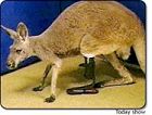 Stumpy, the roo with an artificial hind leg!