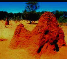Termite Mounds, Northern Territory