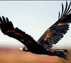 Wedgetail Eagle, Northern Territory