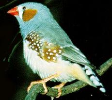 Zebra Finch -