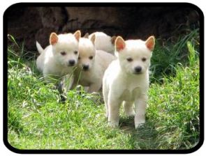 YOU Can Help Save the Dingoes! Urimbirra Park Sanctuary