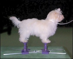 "Bart", a five months old Havanese puppy on the SMALL Show Stacker - TORZA BATTERIES NOT INCLUDED, owned by Sue Shellback of WA