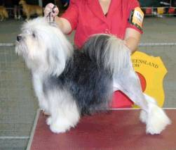 Aust. Ch. Paceaway Ronaldo, Bred, owned & exhibitied by Fran Minter - BOB Brisbane Royal 2001