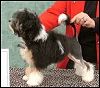 CHINAROAD HOT PANTS - ** BEST BABY PUPPY IN SHOW ** Sweepstakes winner!
