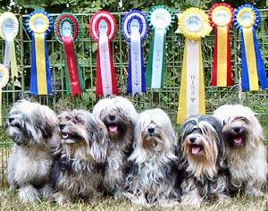 Photo taken at the swedish Toy Dog Club - owned by Sonja Björklund & Ewa Högberg