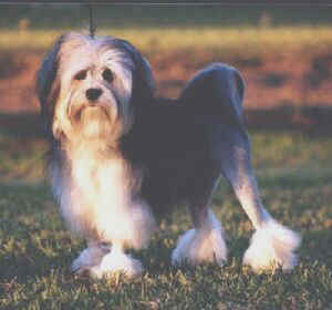 Australian Champion JONQUILOW WALTZN MATILDA - BEST EXHIBIT IN SHOW