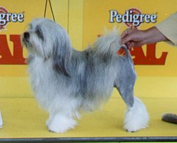 Aust. Ch. Paceaway X-Rated - BEST OF BREED ADELAIDE ROYAL 2001