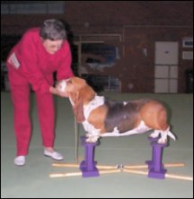 First time on the SHOW STACKER - Benabey Lodge Miss Daisy - Bassett, owned by Jean Yates, on the prototype GIANT Show Stacker 