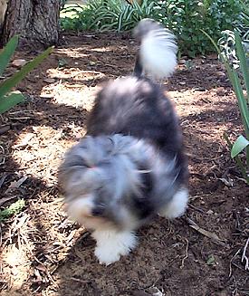 Bobbi, aged 11 months - out adventuring in the yard.