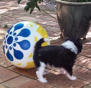 Bobbi, aged 6 weeks - out adventuring in the yard.