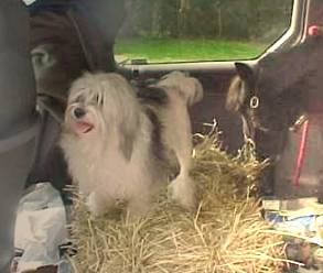 Delilah & Dancer in car