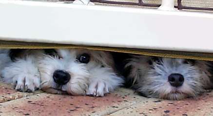 two China Road Lowchen pups checking to see where Mum had gone