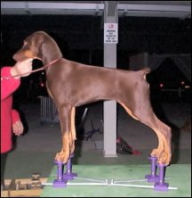 First time on the SHOW STACKER - 4 months old Dobermann Pup "Minx", (Bravadobe Night Minx) owned by Jo-Anne Gill, on the LARGE Show Stacker