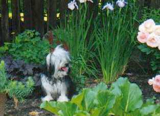 Nancy McGuire's Lowchen sitting in Donna Cullen's garden.