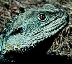 The Gippsland Water Dragon