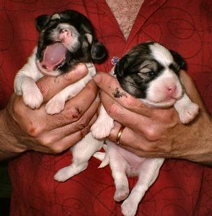 A beautiful litter of babies owned by Jetty van Steyn in Europe