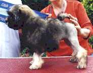 Jonquilow Olympic Gold - baby puppy In Show Lowchen Specialty, Sydney November 2000