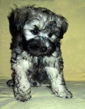 Jordan, aged 11 weeks, owned by Annette Gloeser