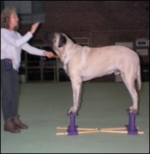 Mastiff first time on our GIANT SHOW STACKER prototype