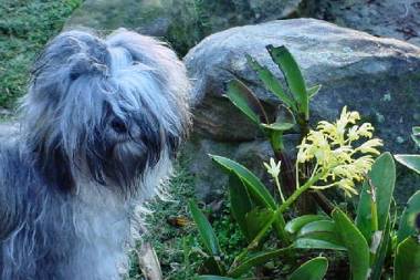 Incriminatin shot of Mitzi (Jonquilow My Mandolin)  and her encounter with the newly flowering rock orchids!