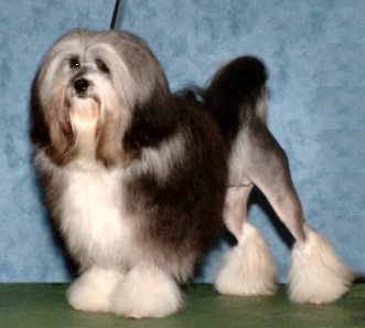 Sacha goes Runner-Up Best In Show at the Lowchen Specialty in Sydney, aged 12 months. 