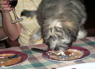 Sean, owned by Pat Jones & Karen Quigley helping himself to the dinner!