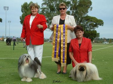 Solo winning BISS, pictured with handler Helena Fitzgerald and judge Mrs D Sunman (SA)