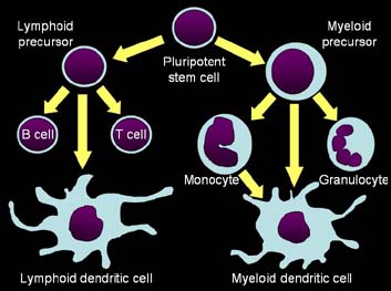 Schematic indicating the proposed lineage of Langerhans cell development from myeloid, monocytic, and lymphoid precursor cells.