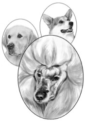 Poodle, Labrador, Corgi