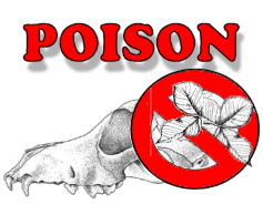 Plants Poisonous to Dogs & Cats