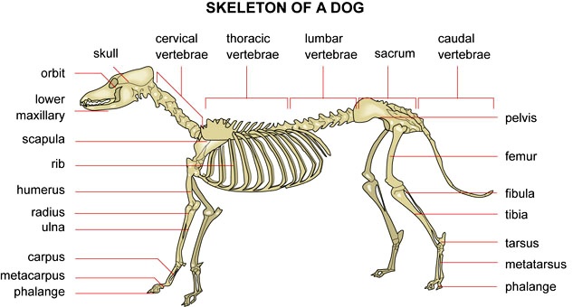 Skeleton of a dog