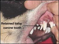 Retained baby teeth
