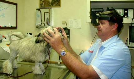 18 weeks old Majestic Court Golden Bam-Boo having his first examination to be CERF. Owned by Jean Richland, USA