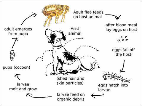 Understanding the Flea Lifecycle