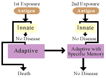 Chart showing innate and adaptive systems